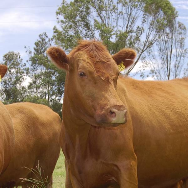 Vaca